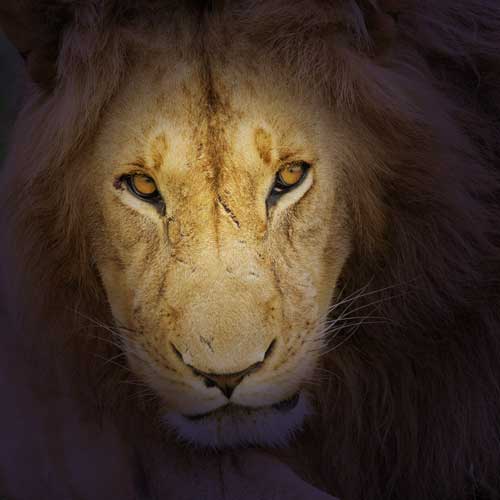 Lion head with piercing eyes and purple vignette