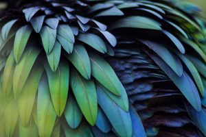 Green, yellow, purple feathers close up