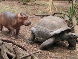 Turtle and baby hippo walking together